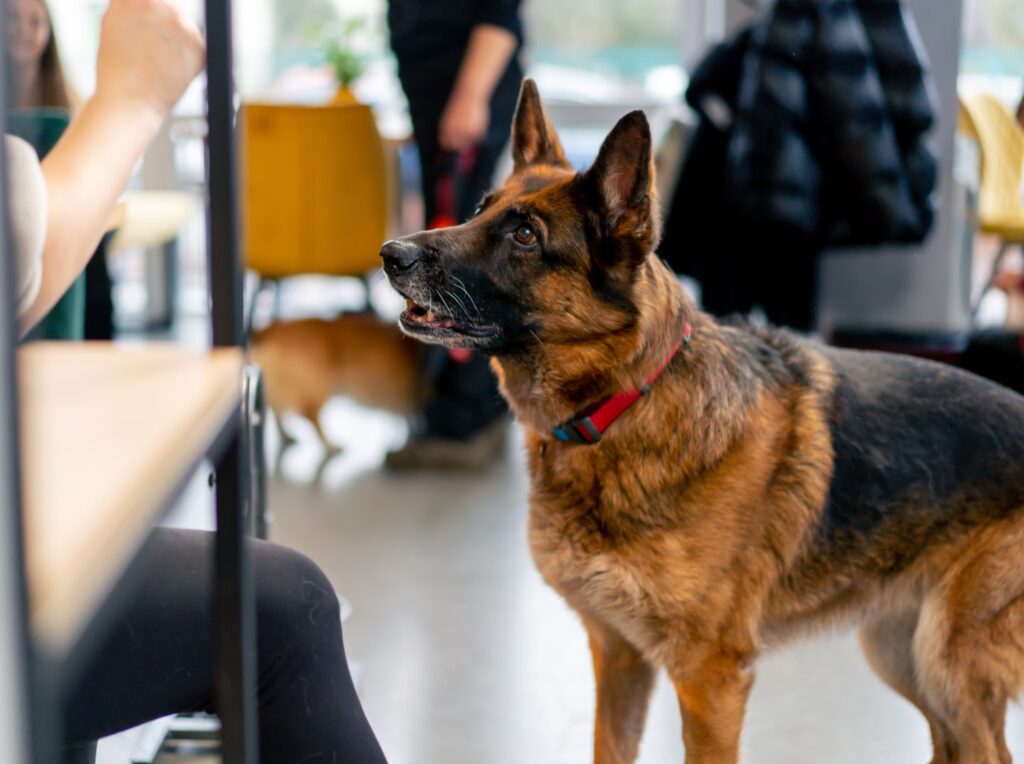 I have a dog, and canine liability is an exclusión in my homeowner policy. What can I do to protect my assets, if my pet bites somebody?